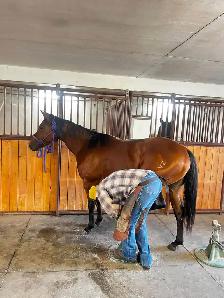 Horse Boarding - Red Deer - Photo 10