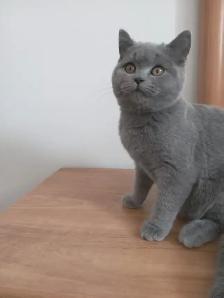 Scottish Fold and Scottish Straight kittens CCA/AFC registered - Photo 6