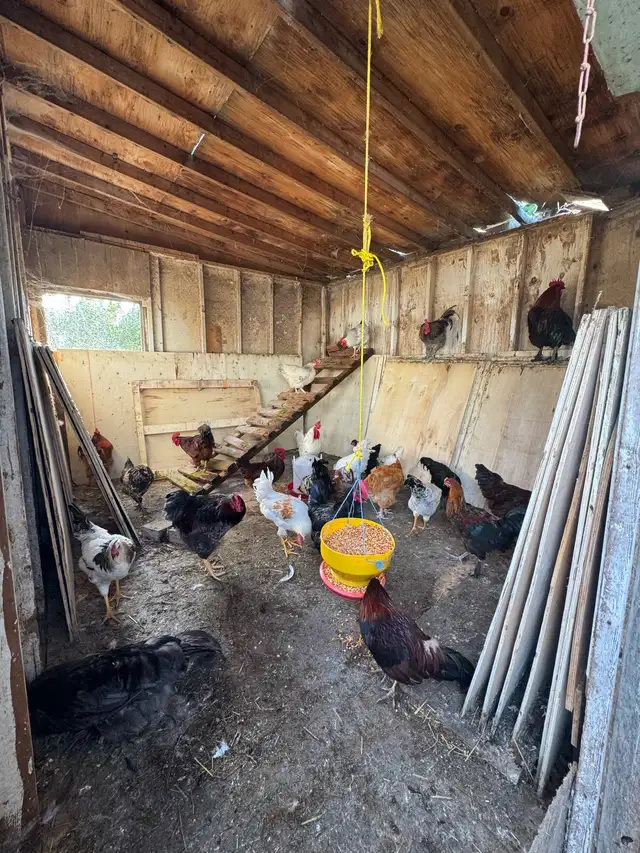 rooster for sale
