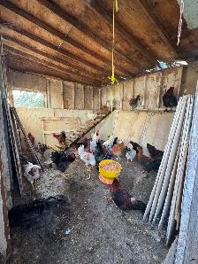 rooster for sale