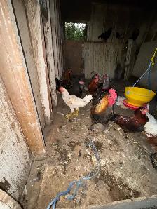 rooster for sale - Photo 2