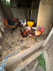rooster for sale - Photo 3