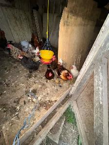 rooster for sale - Photo 4