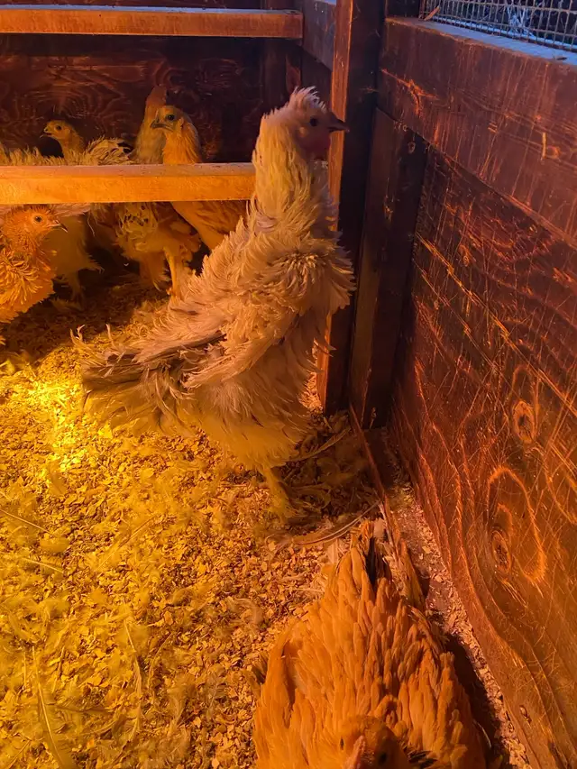 Young frizzle Brahma roosters  is available