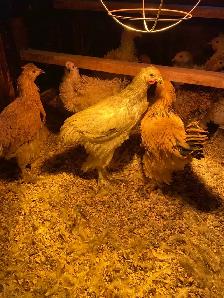 Young frizzle Brahma roosters  is available - Photo 2