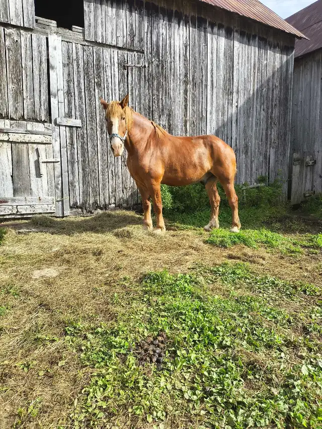 Horse for sale