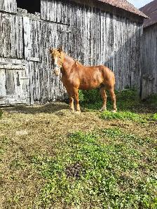 Horse for sale