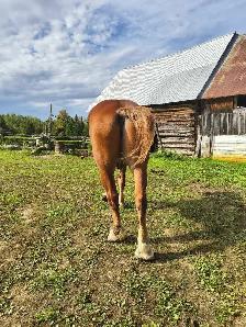 Horse for sale - Photo 2