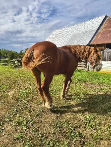 Horse for sale - Photo 3