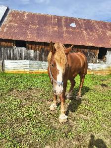 Horse for sale - Photo 4