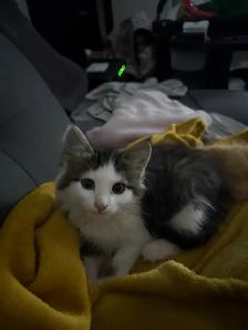 chaton male