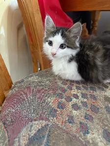chaton male - Photo 2