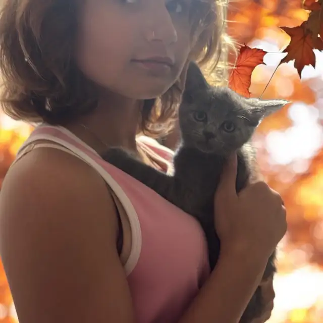 chaton Higland lynx