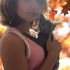chaton Higland lynx