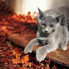 chaton Higland lynx - Photo 2