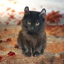 chaton Higland lynx - Photo 3