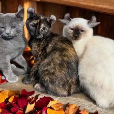 chaton Higland lynx - Photo 4