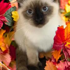 chaton Higland lynx - Photo 5