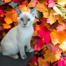 chaton Higland lynx - Photo 6