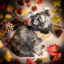 chaton Higland lynx - Photo 7