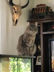 chaton Higland lynx - Photo 8