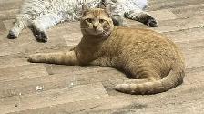 chaton Higland lynx - Photo 9