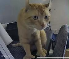 chaton Higland lynx - Photo 10