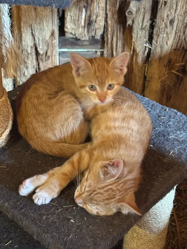 Sweet Female Orange Kittens
