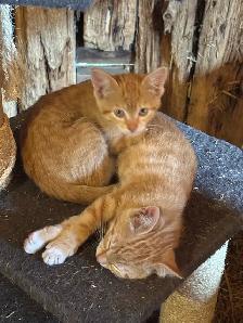Sweet Female Orange Kittens