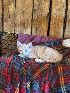 Sweet Female Orange Kittens - Photo 5