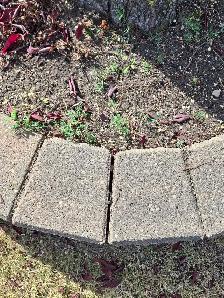 Decorative 2 faced 8 inch bricks - Photo 4