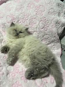 Himalayen