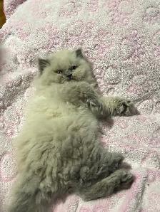 Himalayen - Photo 3