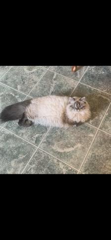 Himalayen - Photo 4