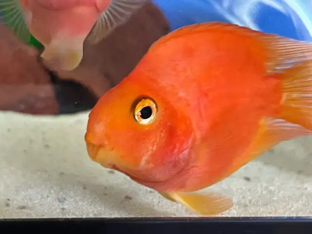 Blood parrot