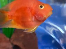 Blood parrot - Photo 2