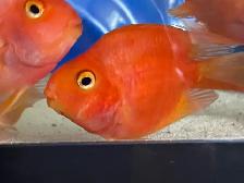Blood parrot - Photo 3