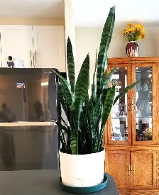 Indoor Plant:  Tiger Skin Sword Orchid - Photo 3