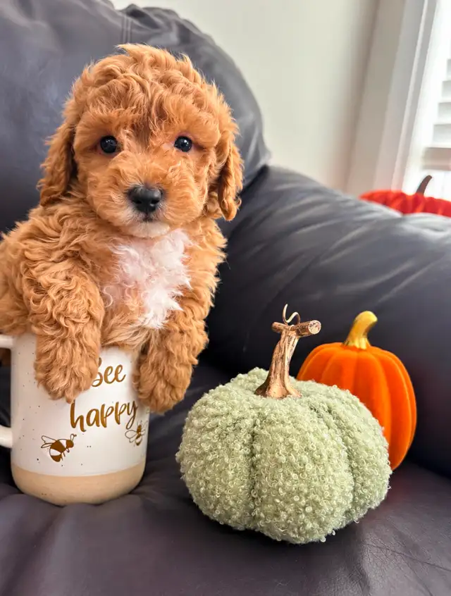 Poodle Puppies!