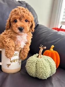 Poodle Puppies!