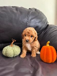 Poodle Puppies! - Photo 2