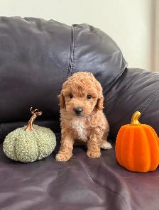Poodle Puppies! - Photo 3