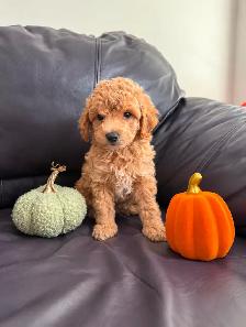 Poodle Puppies! - Photo 4