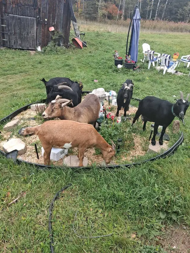 Goats for sale
