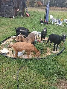 Goats for sale
