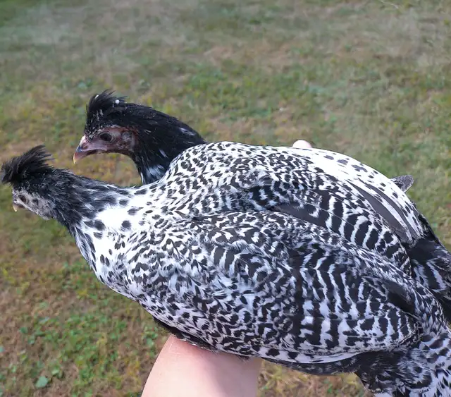 2 Appenzeller Spitzhauben x silver deathlayer pullets