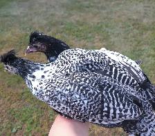 2 Appenzeller Spitzhauben x silver deathlayer pullets