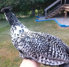 2 Appenzeller Spitzhauben x silver deathlayer pullets - Photo 2