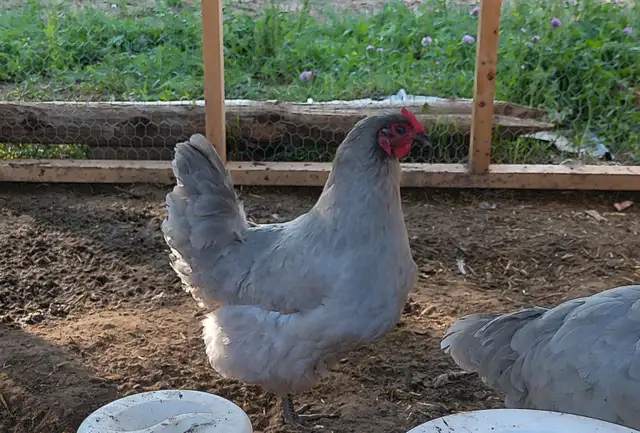 Purebred lavender orpington flock