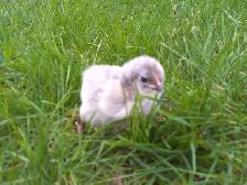 Purebred lavender orpington flock - Photo 3